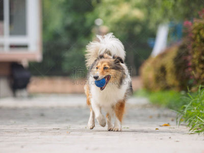 球体,狗,喜乐蒂牧羊犬,动物嘴,正面视角,球,美,机敏,褐色,水平画幅