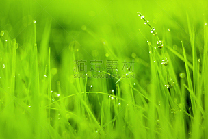 草,特写,水,纹理效果,早晨,纯净,草坪,夏天,明亮,彩色图片