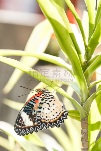 草蜻蛉,美洲豹,蝴蝶,雌性动物,悬挂的,草蜻蛉蝶,动物腹部,茧,垂直画幅,动物身体部位