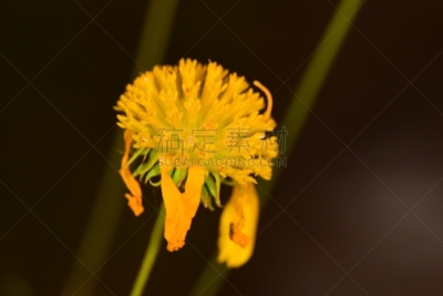 秋天,仅一朵花,黄色,损失,纽扣,花瓣,最后,美国,水平画幅,无人