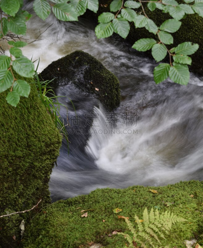 bodmin moor,河流,康沃尔,蕨类,垂直画幅,无人,英国,苔藓,运动模糊,户外