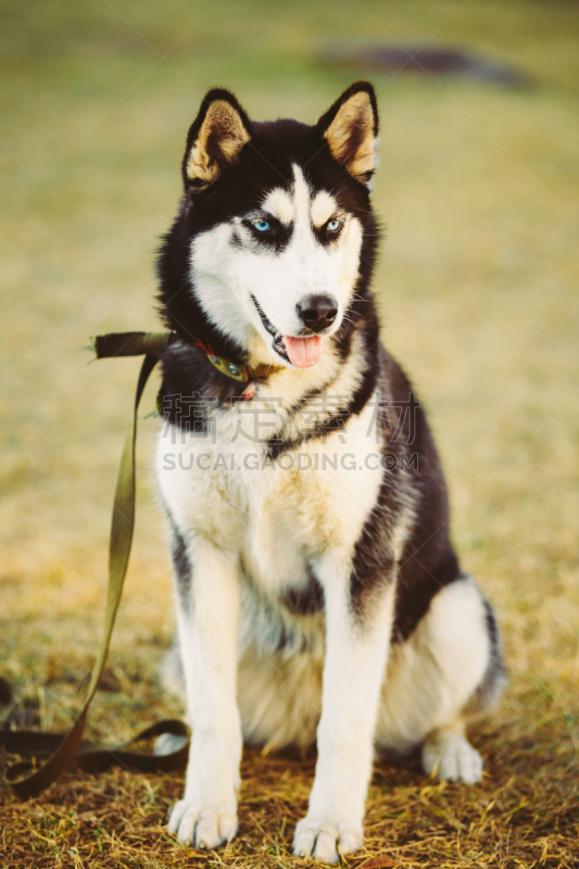 小狗,幼小动物,爱斯基摩犬,幸福,西伯利亚哈士奇犬,雪橇犬,垂直画幅,美,褐色,户外