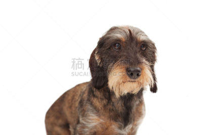 注视镜头,狗,可爱的,钢毛德国猎犬,正面视角,留白,水平画幅,无人,动物身体部位,特写