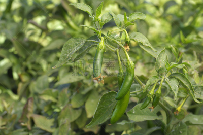 椒类食物,熟的,植物,serrano chilli pepper,特写,辣椒,泽拉诺辣椒,图像聚焦技术,选择对焦,有蔓植物