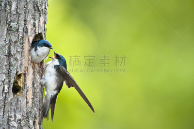 树燕,水平画幅,无人,两只动物,植物表皮,鸟巢,彩色背景,彩色图片,燕子,绿色背景