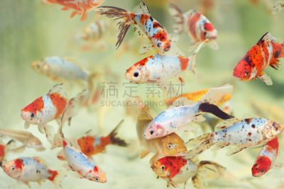 新生活,色彩鲜艳,概念和主题,幸福,水平画幅,可爱的,自由,友谊,侧面视角,液体