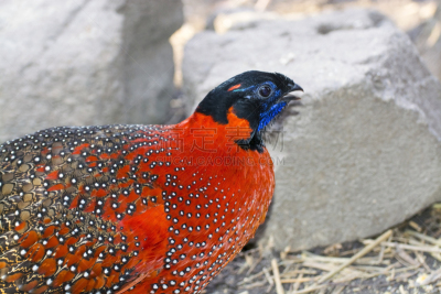 tragopan,红胸角雉,森林之神,雉,红色,水平画幅,岩石,亚洲,2015年,鸟类