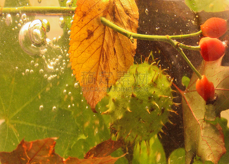 叶子,栗子,秋天,静物,水彩画颜料,褐色,边框,水平画幅,档案,古老的