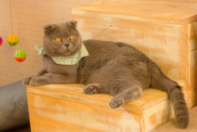 好奇心,短毛猫,猫,毛绒玩具,头发,灰色,毛皮,水平画幅,可爱的,生物