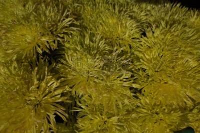 黄色,菊花,伊势米氏,传统,清新,仅一朵花,枝繁叶茂,自然美,植物,户外