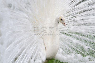 雄性动物,尾巴,翎毛,白孔雀,公亩,艾琳·福拉,繁殖季节,白化病者,雉,青绿色背景