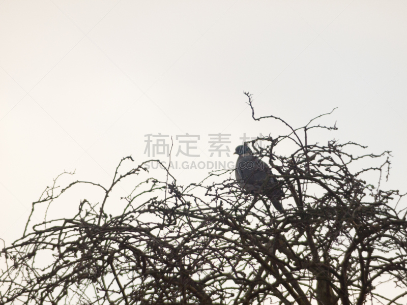 天空,白色,鸽子,在上面,秃树,特写,美,公园,水平画幅,树梢