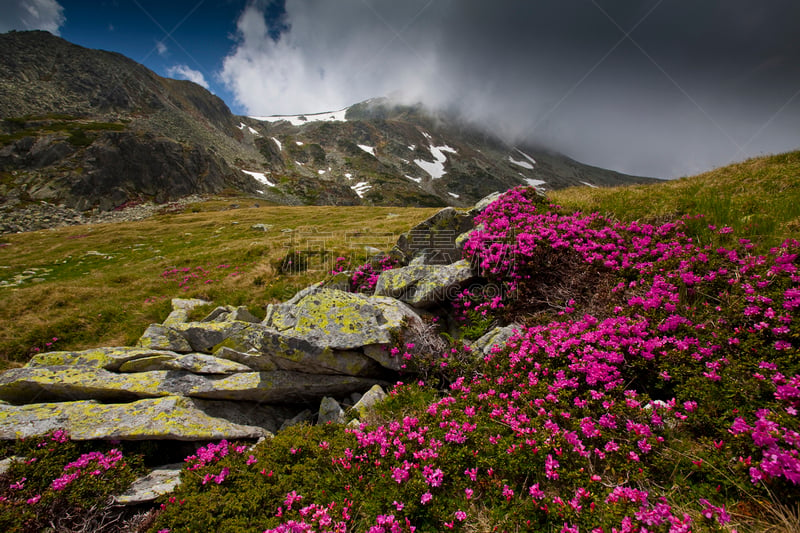 粉色,阿尔卑斯山脉,杜鹃花属,风景,花头,垂降,特兰西瓦尼亚,天空,风,暴风雨