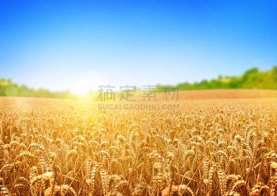 小麦,田地,金色,收获节,天空,水平画幅,早晨,夏天,干净,生长