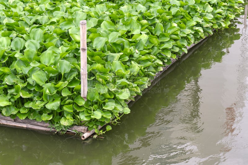 凤眼莲,水生植物,熏衣草,厚的,热带气候,野生动物,泰国,池塘,风信子,湖