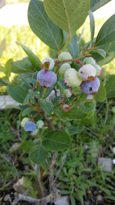 四季,垂直画幅,选择对焦,无人,夏天,户外,椒类食物,特写,西红柿,北美