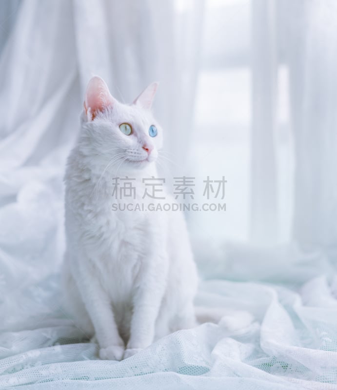 彩色图片,猫,动物眼睛,异染色质,猫科动物,垂直画幅,窗户,哺乳纲,宠物,中国