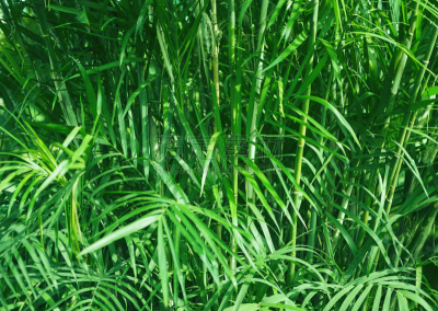 枝繁叶茂,热带雨林,自然,棕榈树,植物,背景,鸡尾酒,金棕榈,槟榔树,选择对焦