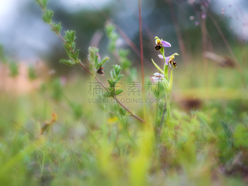 蜜蜂,兰花,野生植物,可爱的,华丽的,濒危物种,野生动物,橙色,黄昏,小的