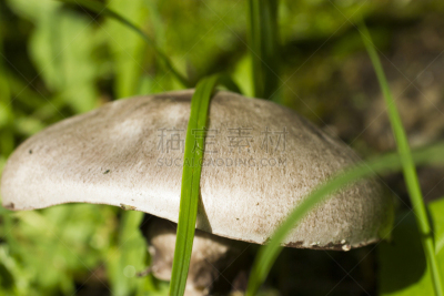 草,蘑菇,菌丝,胡椒牛肝菌,褐色,水平画幅,素食,苔藓,特写,真菌