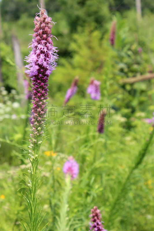 蛇鞭菊,野花,紫色,鹿舌草,草原,垂直画幅,美,新的,尖的,无人