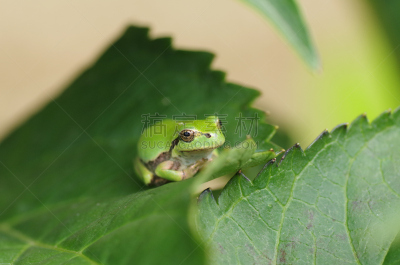 树蛙,雨蛙,hylidae,八仙花属,雨季,六月,水平画幅,绿色,生物,无人