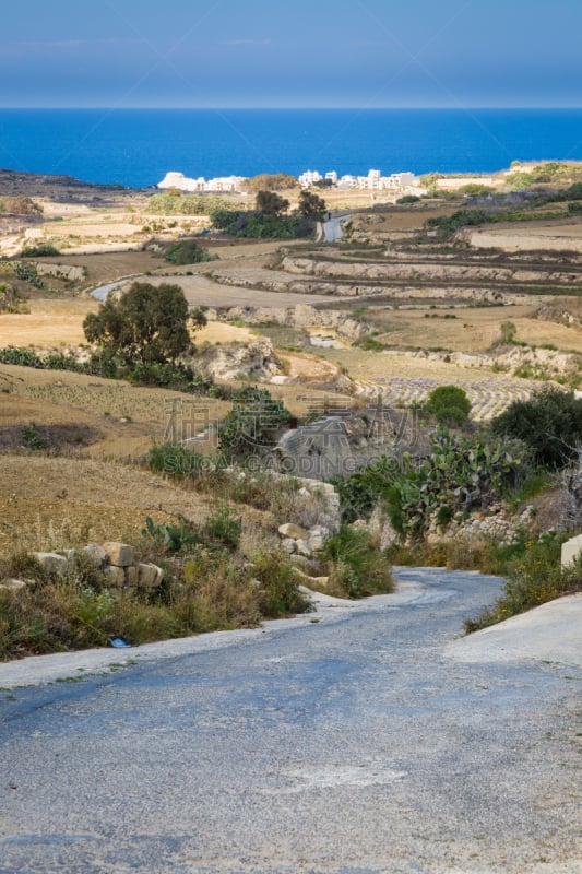 陆地,马耳他,冷,goiter,耕地,垂直画幅,泥土,户外,植物,灌木