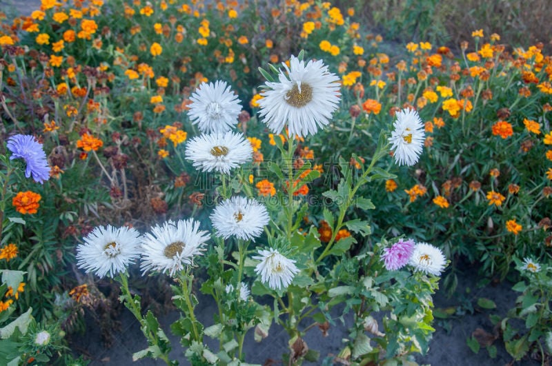 Vibrant white asters blooming in the garden