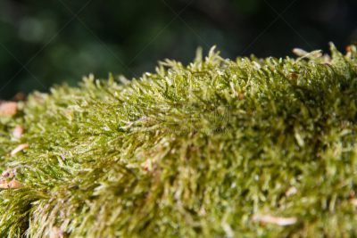 Moss  - Musgo