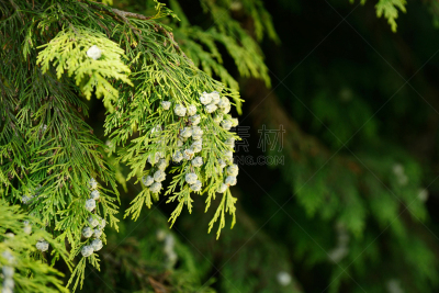 扁柏属,port orford cedar,自然,图像聚焦技术,选择对焦,式样,芳香的,水平画幅,树篱,绿色