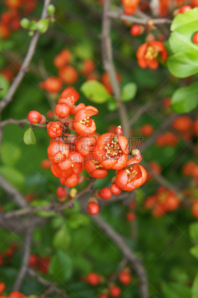 温柏,皱皮木瓜,茶花,垂直画幅,美,无人,户外,特写,明亮,俄罗斯