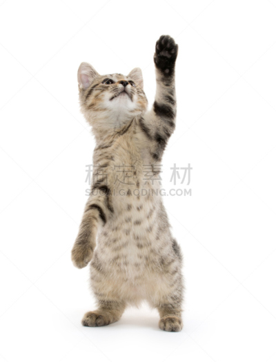 可爱的,小猫,斑纹猫,垂直画幅,动物扑击,嬉戏的,猫科动物,爪子,白色背景,动物身体部位
