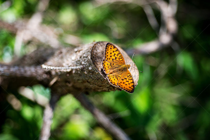 meadow fritillary butterfly,生物课,豹纹蝶,丘陵起伏地形,选择对焦,水平画幅,蝴蝶,无人,优美,夏天