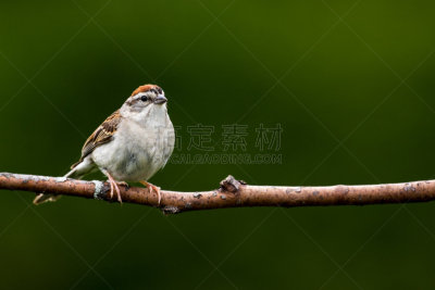 chipping sparrow,留白,褐色,水平画幅,无人,鸟类,野外动物,户外,图像,北美歌雀