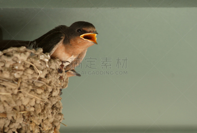 燕子,动物的巢,婴儿,家燕,鹰爪,自然,野生动物,水平画幅,无人,鸟类