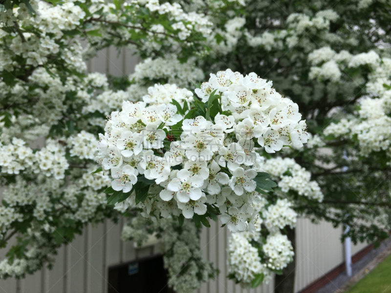 五月,山楂,鹭管鱼,自然,水平画幅,无人,嫩枝,艾克塞特,爱塞特,荆棘