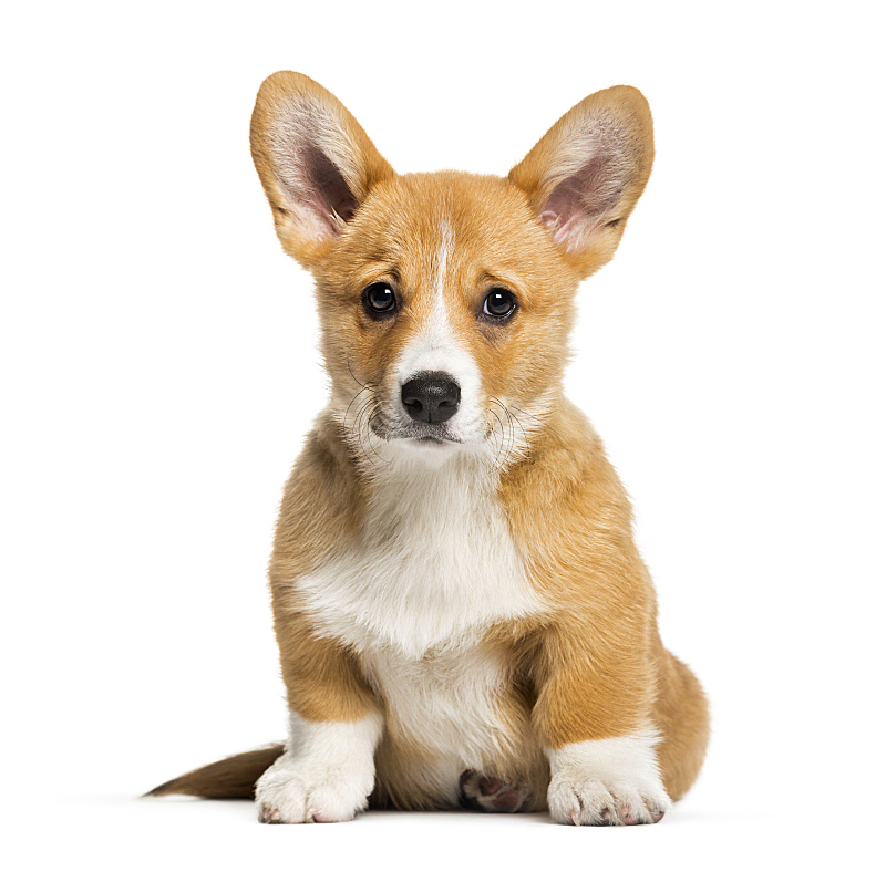 白色背景 威尔士柯基犬 2到3个月 比利时 动物主题 纯种犬 背景分离 肖像 狗 一只动物图片素材下载 稿定素材 白色背景 威尔士柯基犬 2到3个月 比利时 动物主题 纯种犬 背景分离 肖像 狗 一只动物图片素材下载 稿定素材