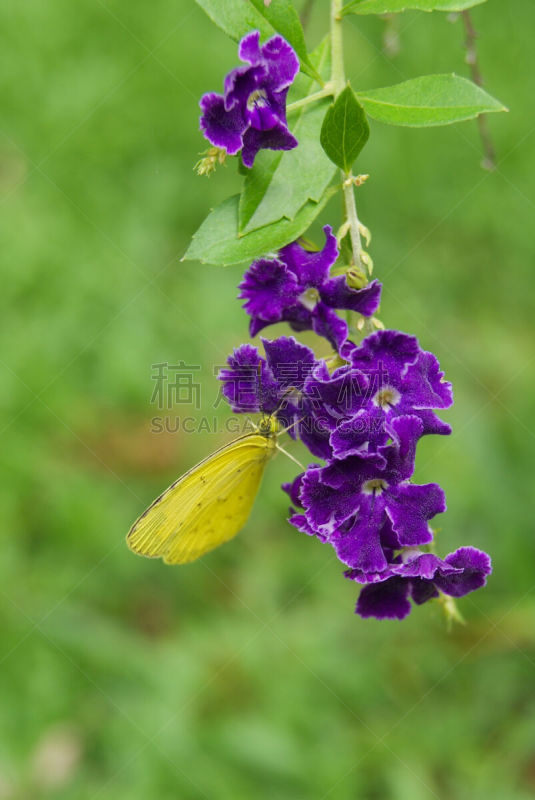 蝴蝶,大白蝴蝶,薰衣草色,垂直画幅,选择对焦,无人,夏天,户外,特写,熏衣草