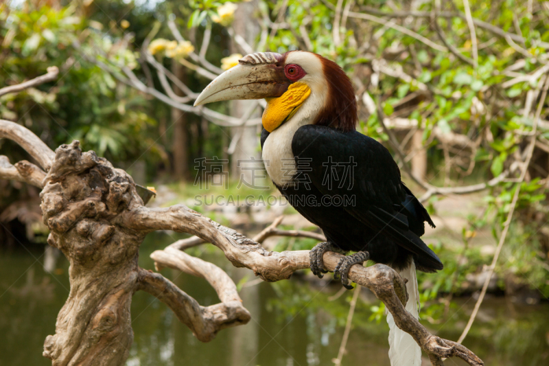 wreathed hornbill,自然,水平画幅,鸟类,犀鸟,动物身体部位,热带雨林,野外动物,特写,喙