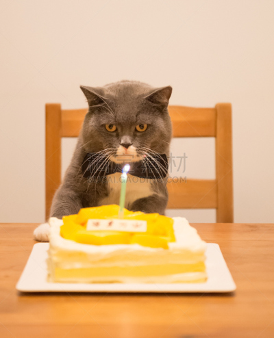 灰色,短毛猫,生日蛋糕,垂直画幅,蛋糕,爪子,动物身体部位,生日,工作室,哺乳纲
