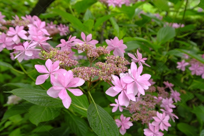 片山,八仙花属,京都府,日本,美,京都市,雨,水平画幅,无人,夏天
