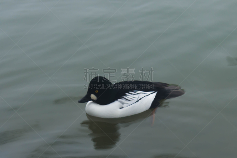 池塘,鹊鸭,自然,野生动物,水平画幅,鸟类,野外动物,户外,黑色,黄金眼