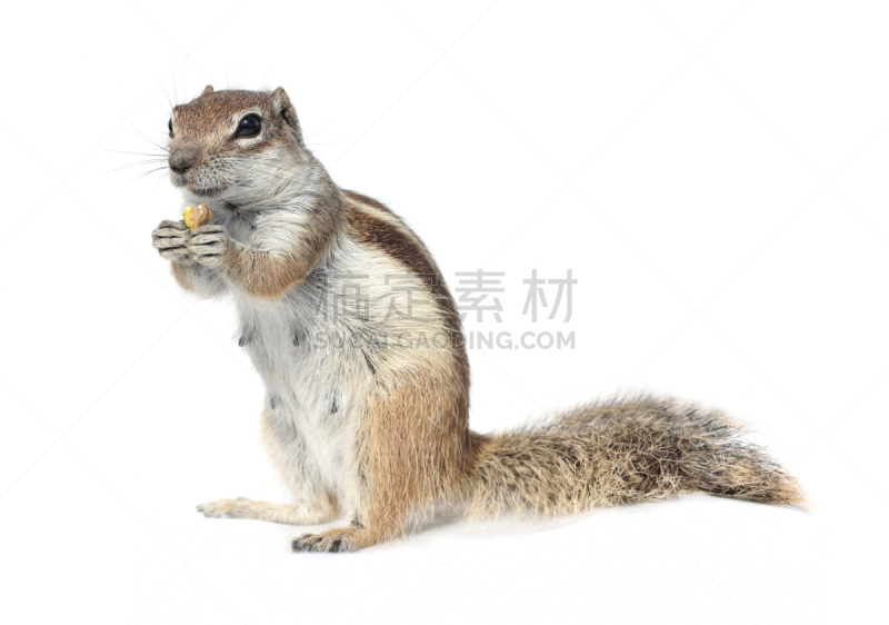松鼠,白色,水平画幅,快乐,地松鼠,雌性动物,白色背景,坚果,非洲松鼠,摄影