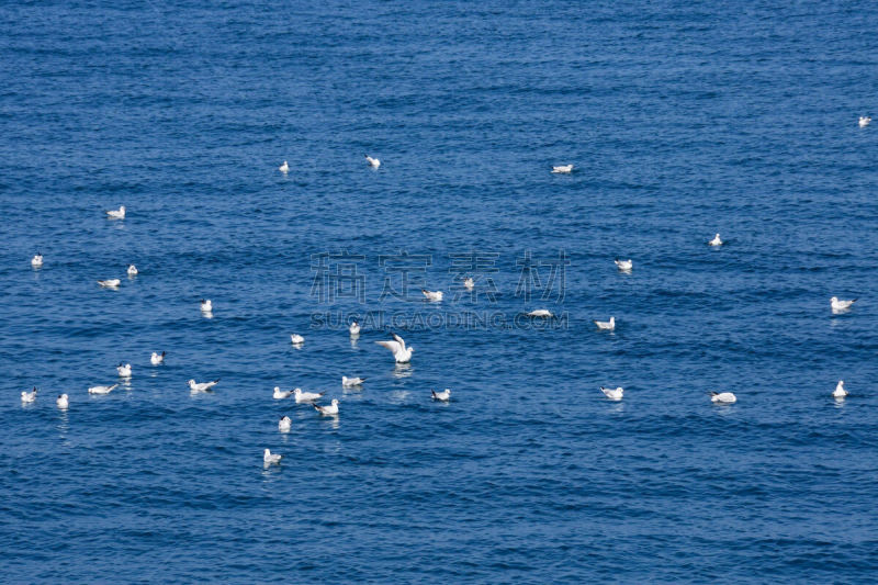 马特拉,阿曼,大马斯喀特,水平画幅,无人,海湾国家,海鸥,波斯湾,海洋,摄影