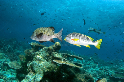 海洋,black spotted sweetlips,双鱼座,在下面,水,休闲活动,水平画幅,水肺潜水,无人,水下