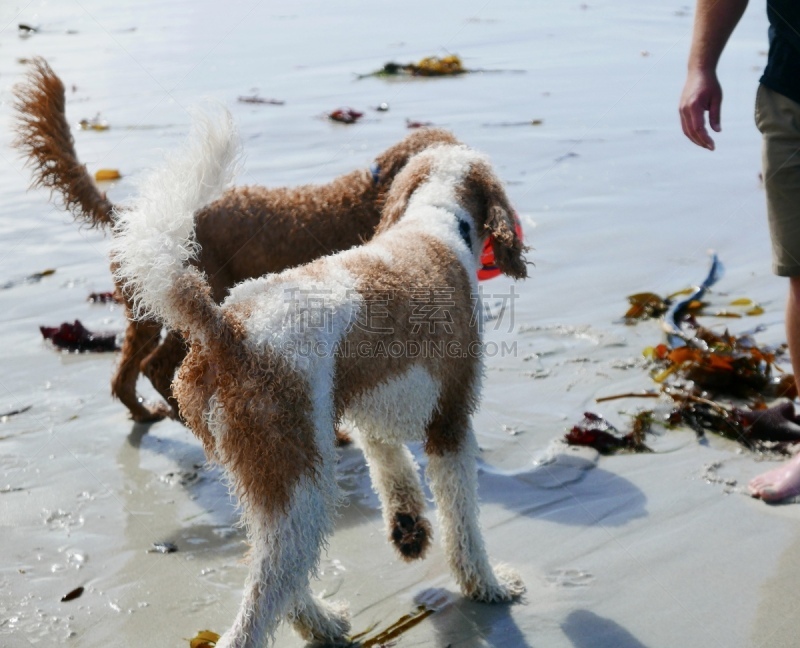 贵宾犬,海滩,白昼,训服,遛狗师,纯种犬,狗外套,宠物项圈,犬恶丝虫