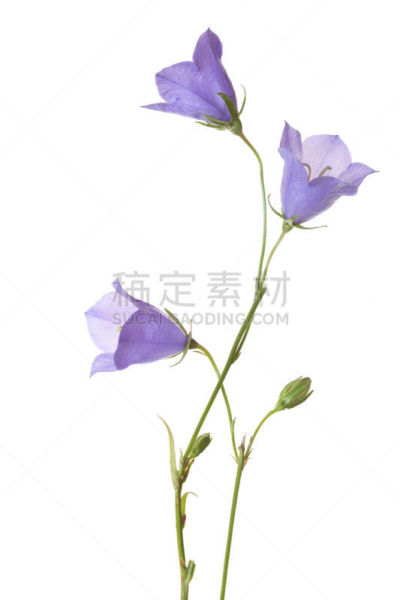 风铃草属,垂直画幅,无人,夏天,特写,野风信子,花束,部分,植物茎,植物