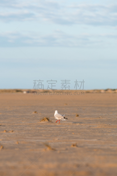库融国家公园,南澳大利亚,鸟类,多样,桨叉架船,自然,垂直画幅,水,野生动物,无人