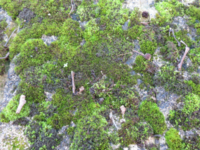苔藓,自然,矿物质,藻青菌,水平画幅,无人,2015年,藻类,地衣,摄影