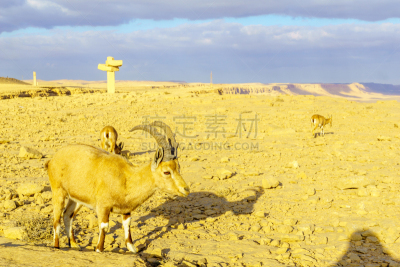 野生山羊,地形,火山口,努比亚人,国内著名景点,拉蒙陨石坑,拉蒙峡谷,野生动物,内盖夫,沙岩